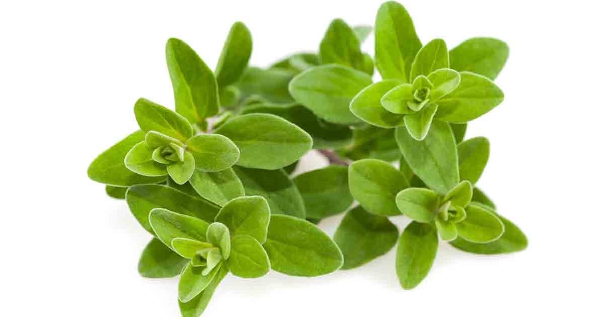 Herbs Imported - Marjoram