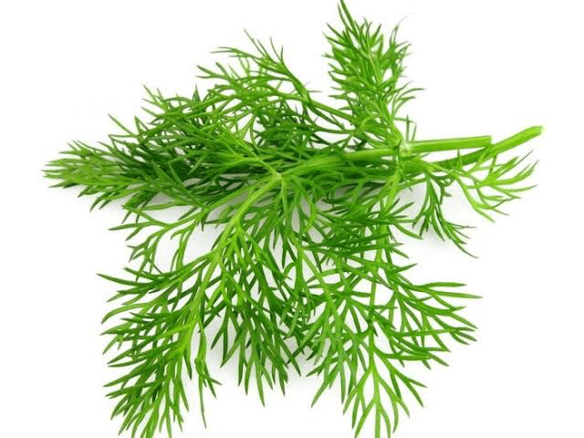 Leaves - Dill