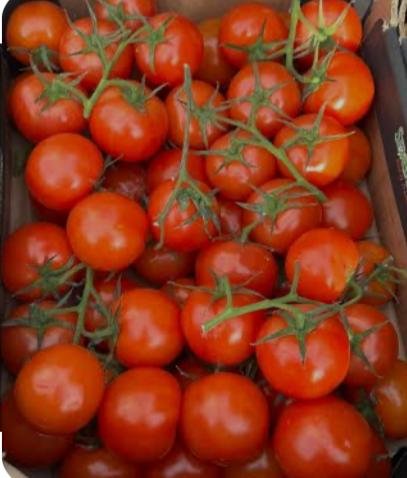 TOMATO BUNCH BOX